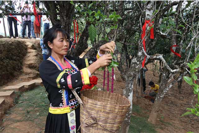 千家寨普洱茶