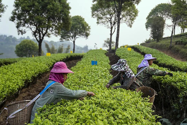 云南10大名茶