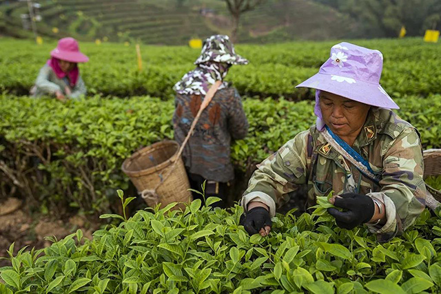 云南10大名茶