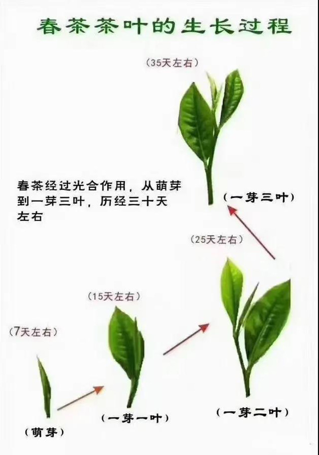 云柯庄园品牌南糯山