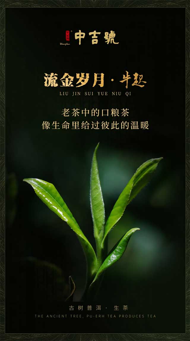 中吉号茶业流金岁月牛起中期茶口粮茶