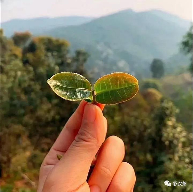 彩农茶倚邦三杰