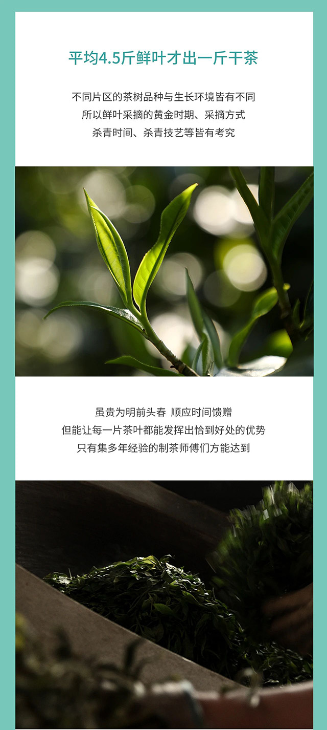 海湾茶业大名山明前早春