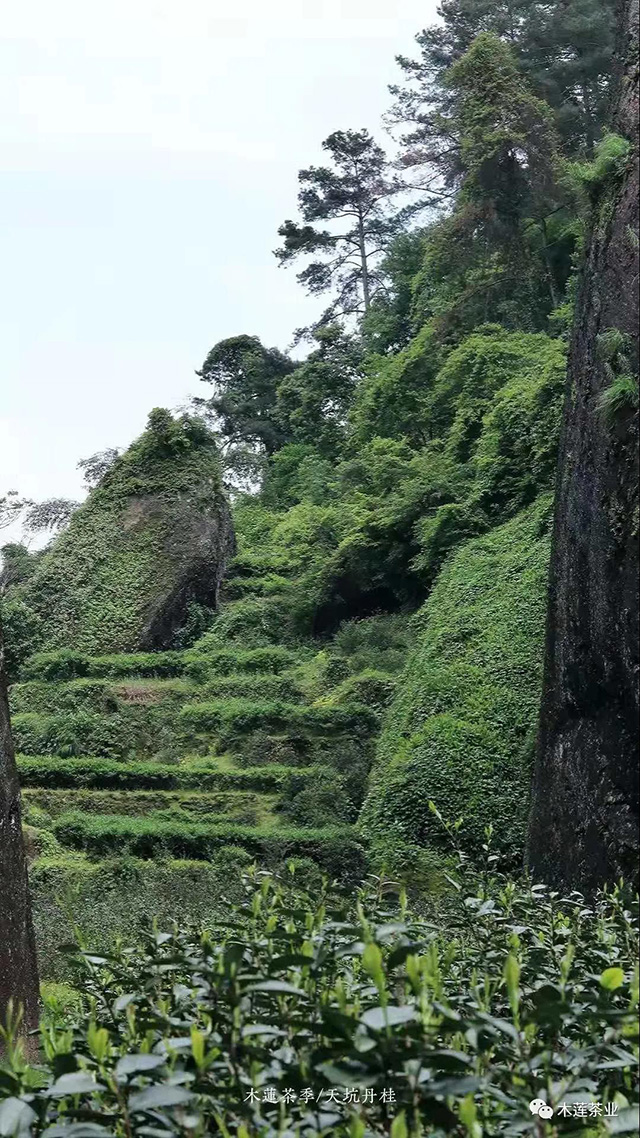 木莲茶业