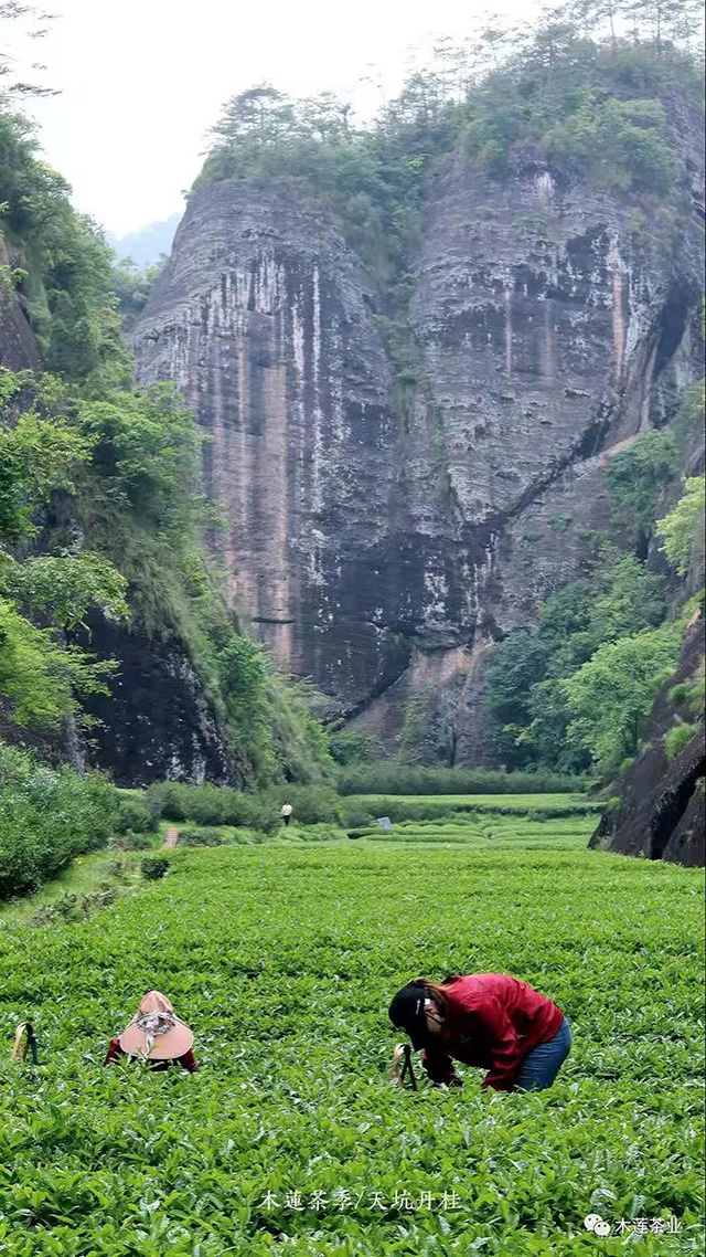 木莲茶业