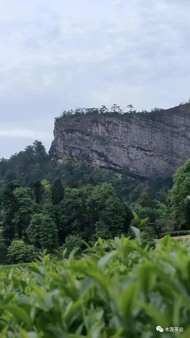 木莲茶业