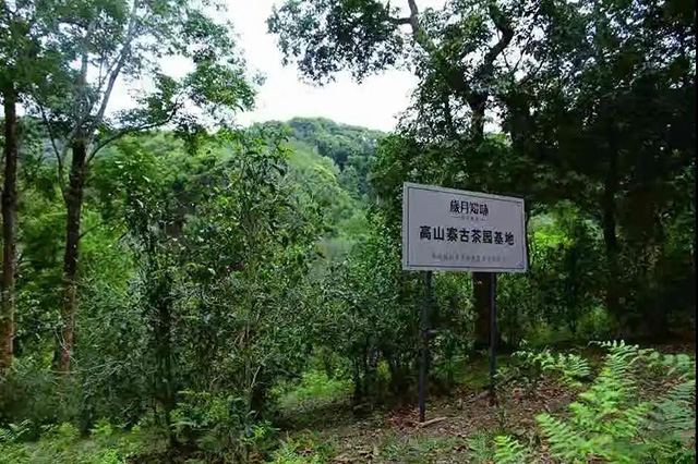 古茶园基地