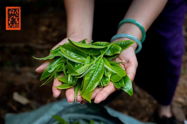 福元昌普洱茶