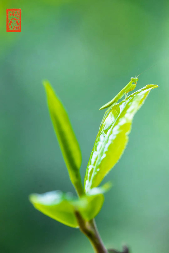 福元昌普洱茶