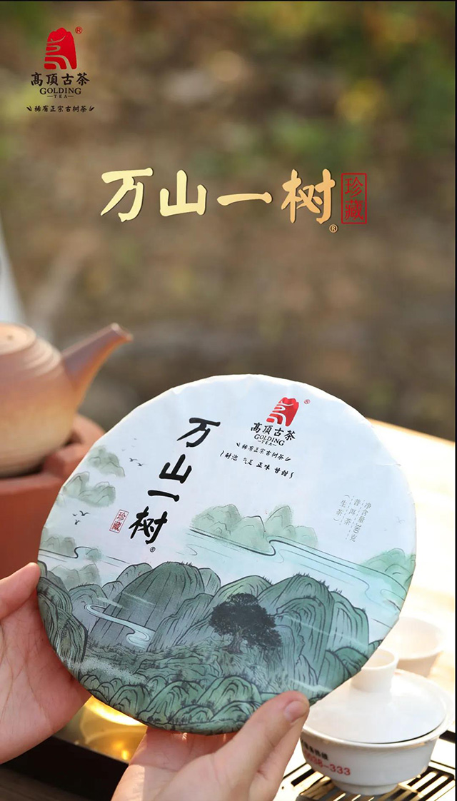 高顶古茶万山一树高端普洱茶