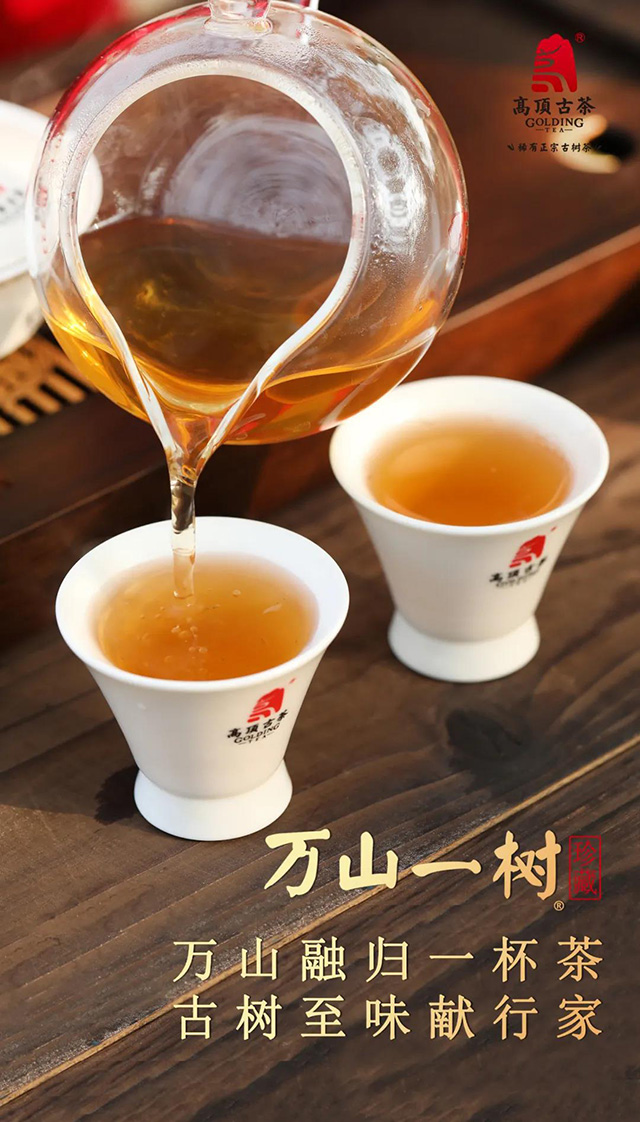 高顶古茶万山一树高端普洱茶