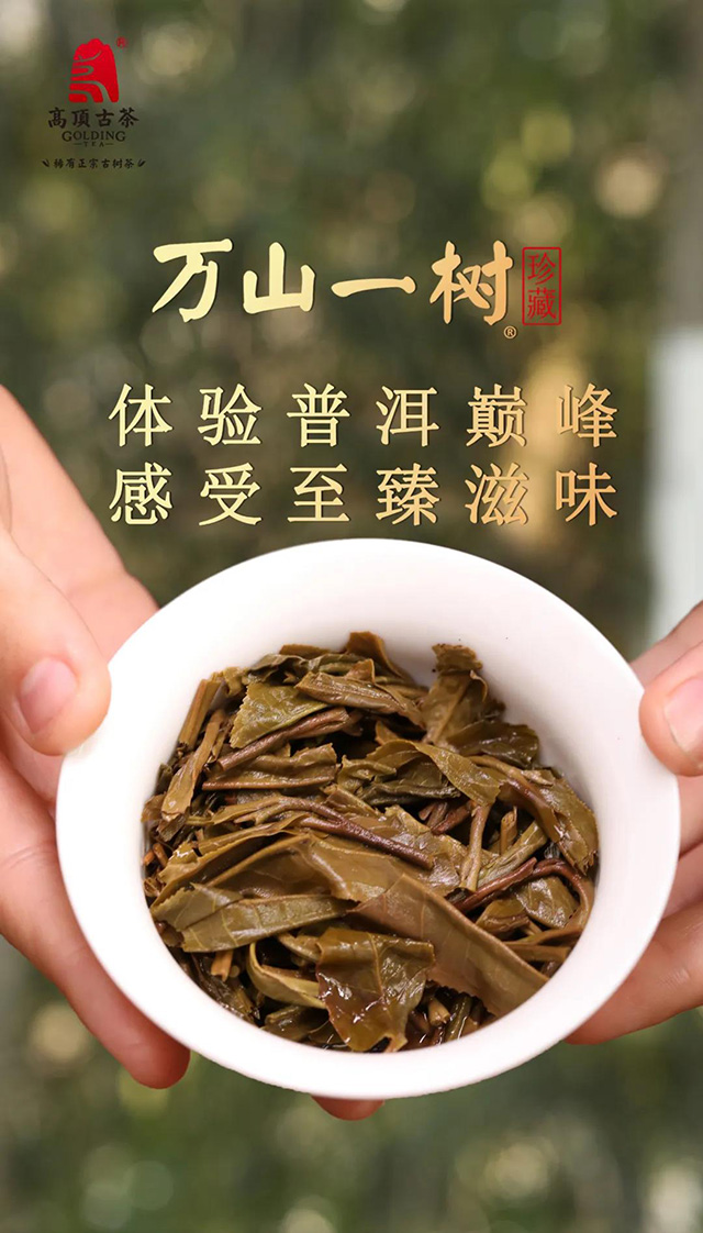 高顶古茶万山一树高端普洱茶