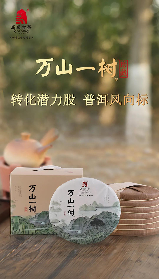 高顶古茶万山一树高端普洱茶