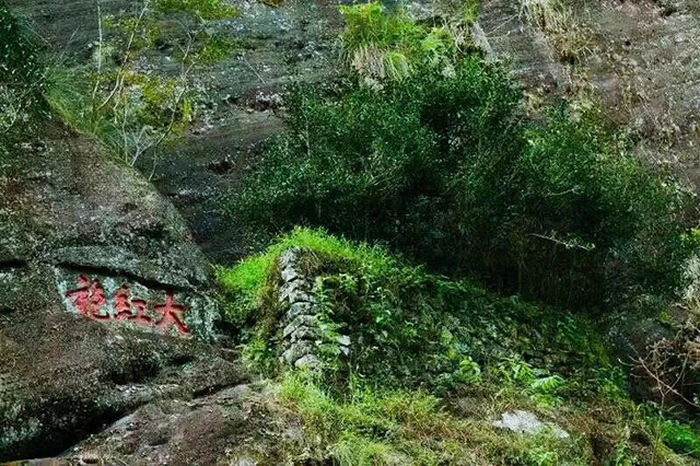 一如茶香武夷山桐木关游学