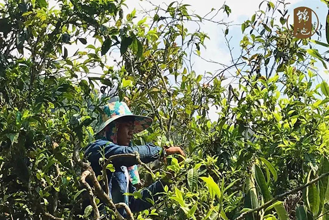 正在茶树上采摘鲜叶的茶农
