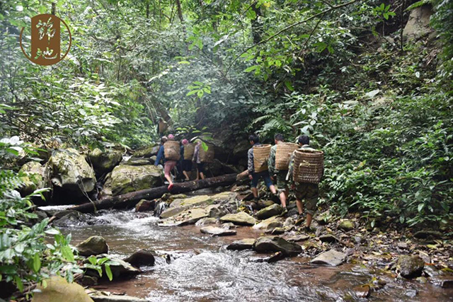 茶农们跋山涉水结伴前往采摘茶叶