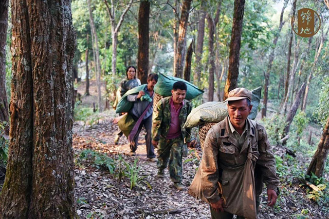 很多茶山至今不通车鲜叶只能靠人背徒步下山