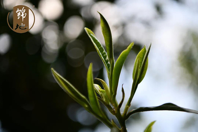 沈忠华谈普洱茶