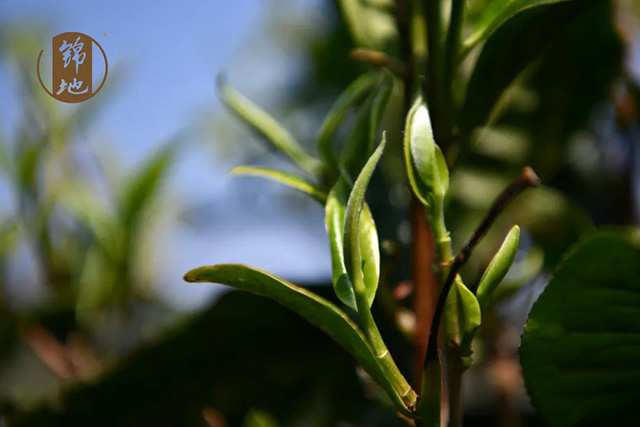 沈忠华谈普洱茶