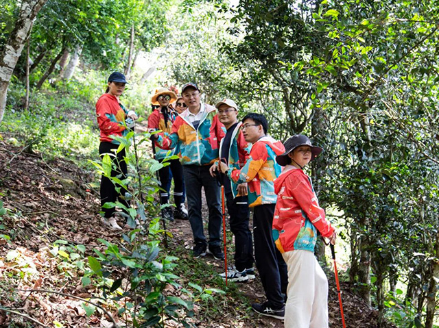 双陈普洱2021年茶山游学之旅