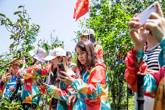 双陈普洱2021年茶山游学之旅