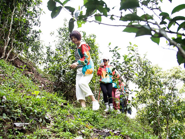 双陈普洱2021年茶山游学之旅