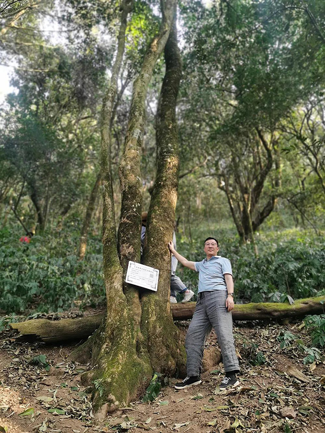 云南野生型大茶树