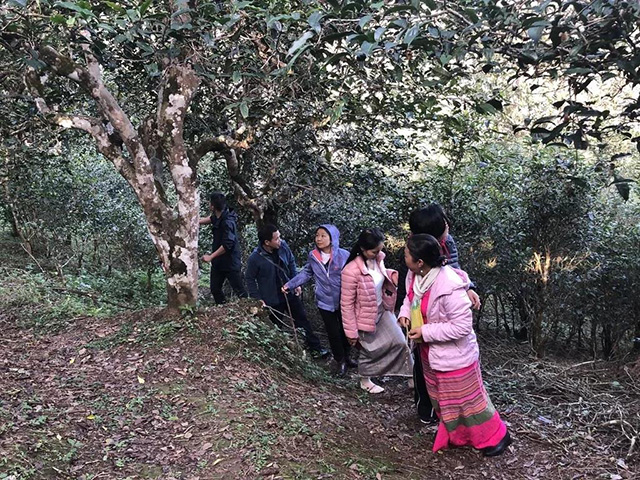 云南栽培型大茶树的生长地