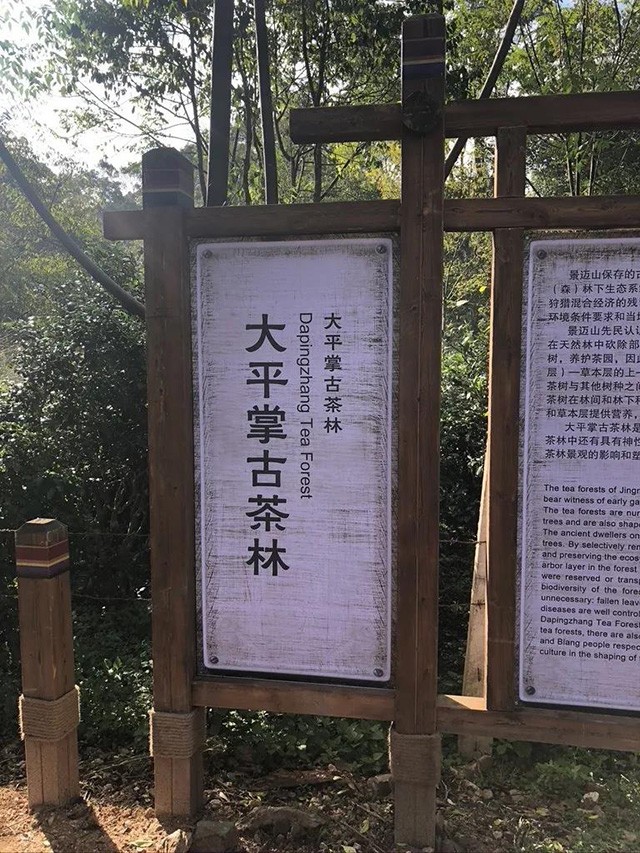 云南栽培型大茶树的生长地