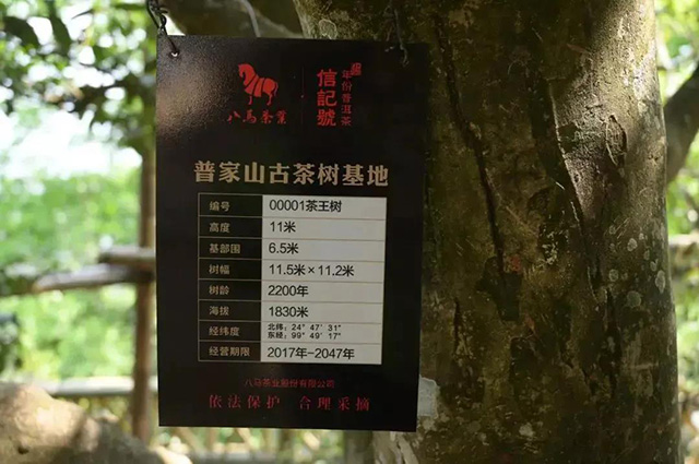 凤庆普家山茶王树树龄2200年