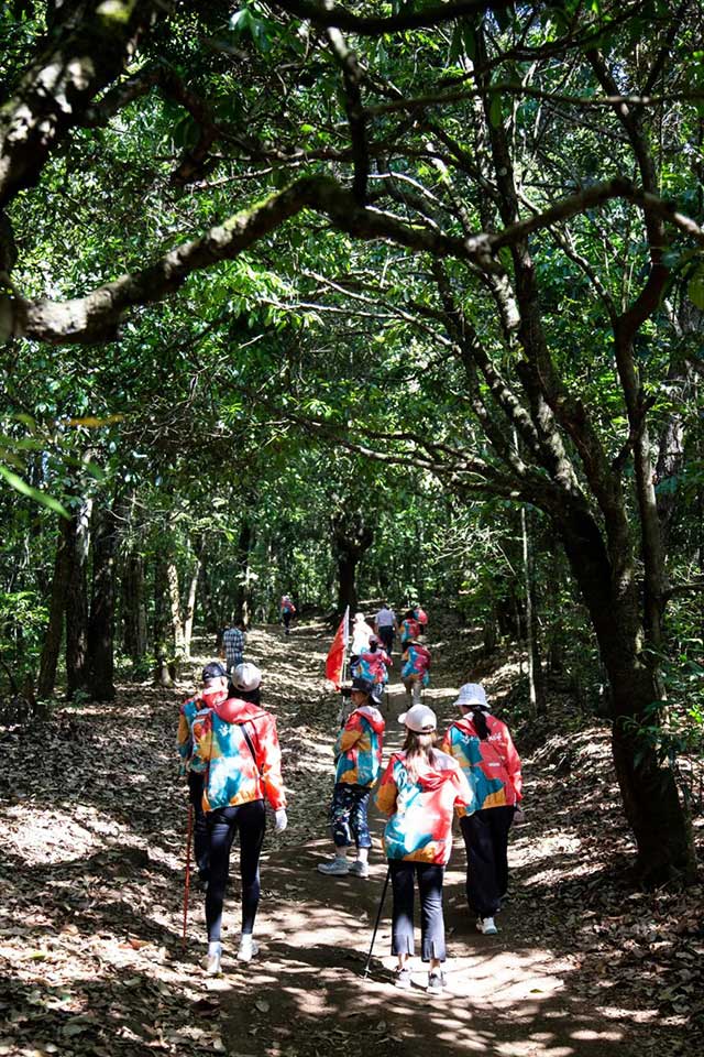 双陈普洱2021年茶山游学之旅