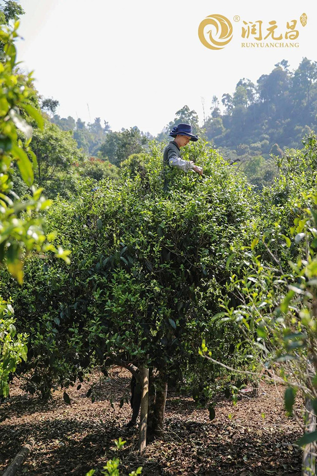 普洱春茶新茶上市