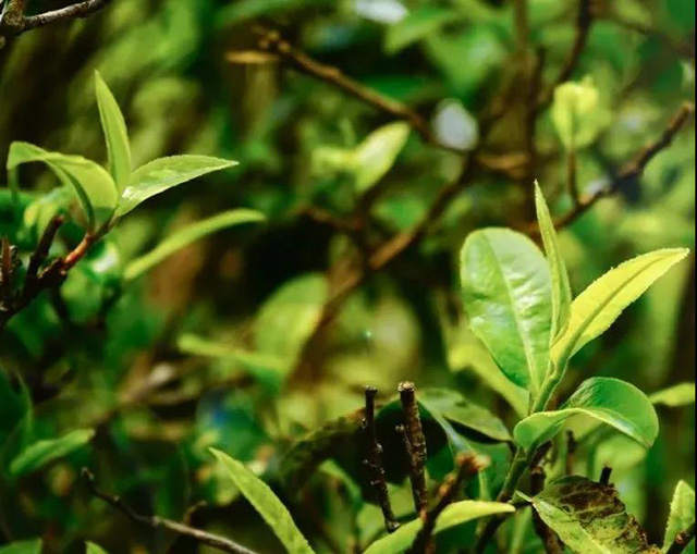 润元昌普洱茶熟茶