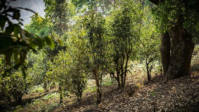 六大茶山庄园级古树红茶