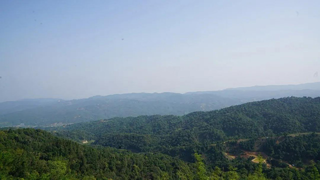 六大茶山庄园级古树红茶