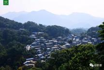 彩农茶：麻黑·2021春金玉天，开始优惠预订