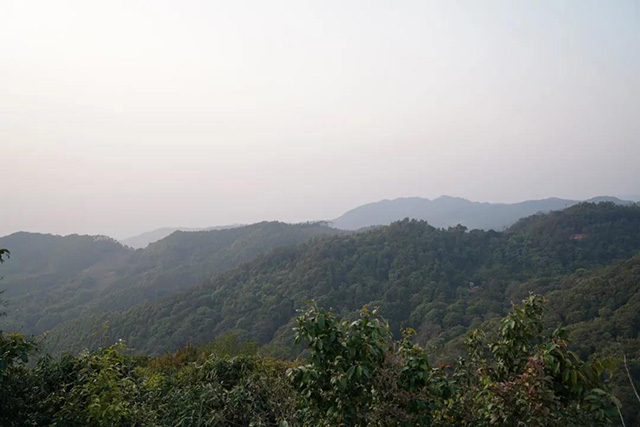 文山顶茶山班纪行