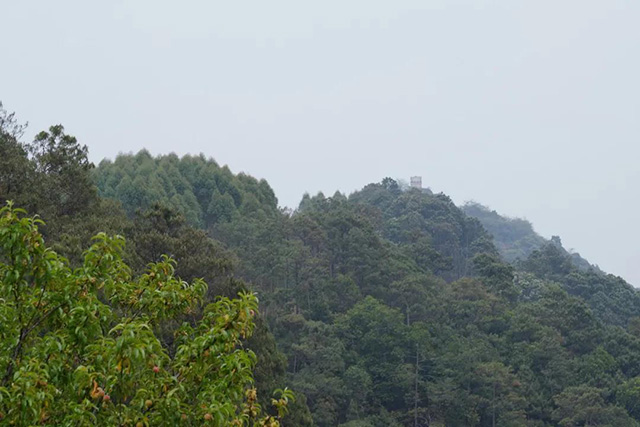 站在初制所可以遥望山顶上的大石寺