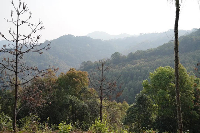 文山顶茶山班纪行