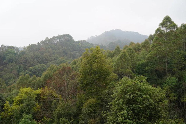 文山顶茶山班纪行