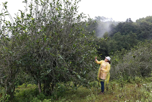 文山顶茶山班纪行