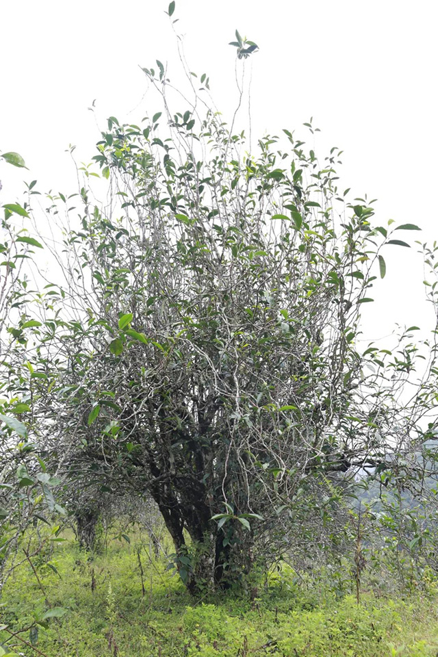 文山顶茶山班纪行