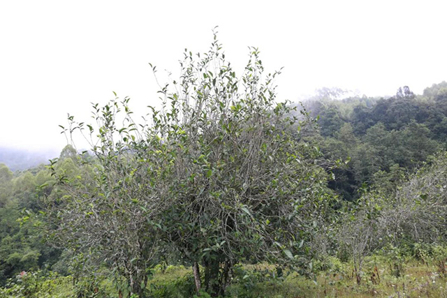 文山顶茶山班纪行