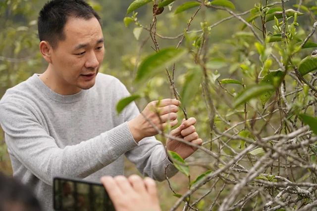 文山顶茶山班纪行