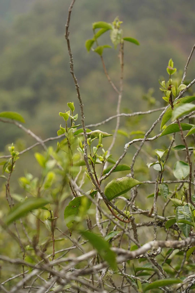 文山顶茶山班纪行