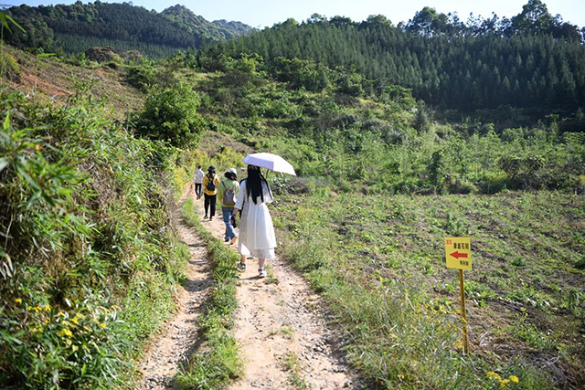 马哲峰闽北乌龙茶寻访日记