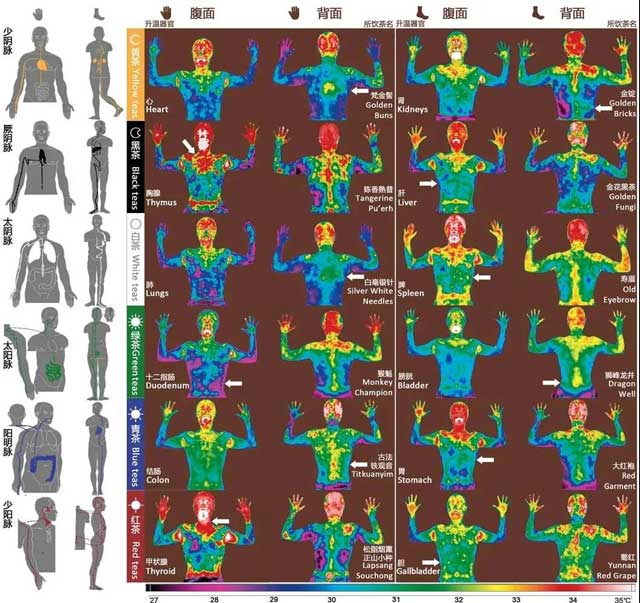 十二类茶叶激发的人体红外辐射影像与经络模型吻合