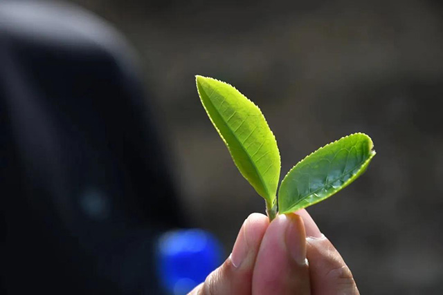 云柯庄园临沧茶山