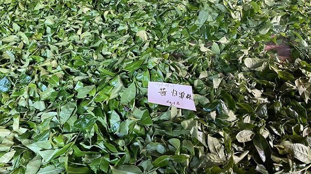 云柯庄园临沧茶山