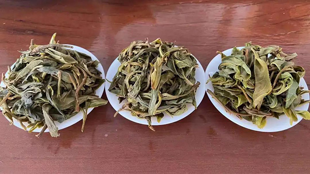 云柯庄园临沧茶山